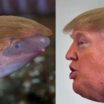 Прячущую голову в песок амфибию назвали в честь Трампа