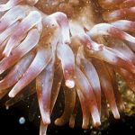 В Австралии обнаружили морское «чудовище» с десятками щупалец