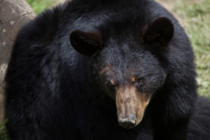 В США потерявшийся в лесу трёхлетний ребёнок поведал о медведе-спасителе