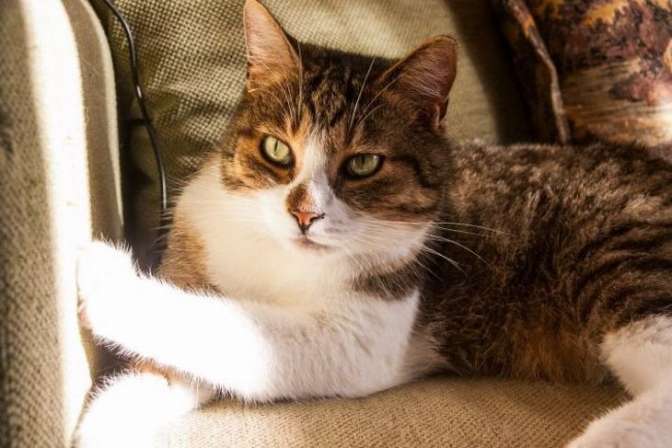 Самую толстую кошку на Британских островах снова вернули в приют
