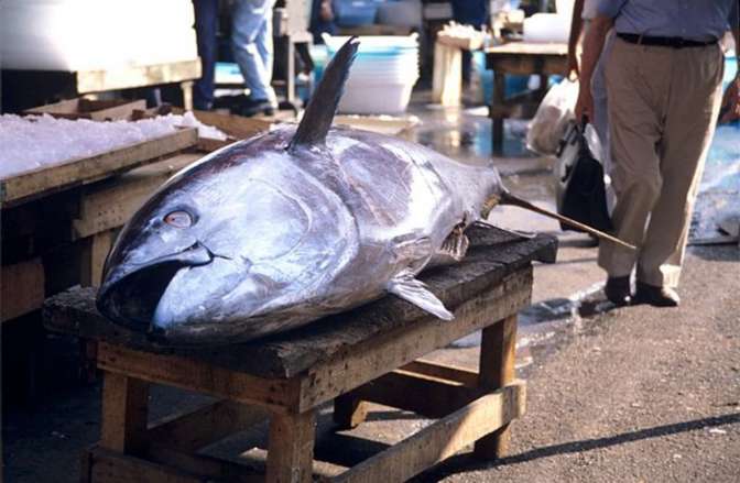 В Токио гигантского тунца продали за $3 млн