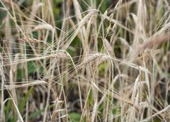 КНДР попросила у Российской Федерации 50 тыс. тонн пшеницы бесплатно