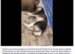 В Миннесоте застрелили собаку по кличке Трамп