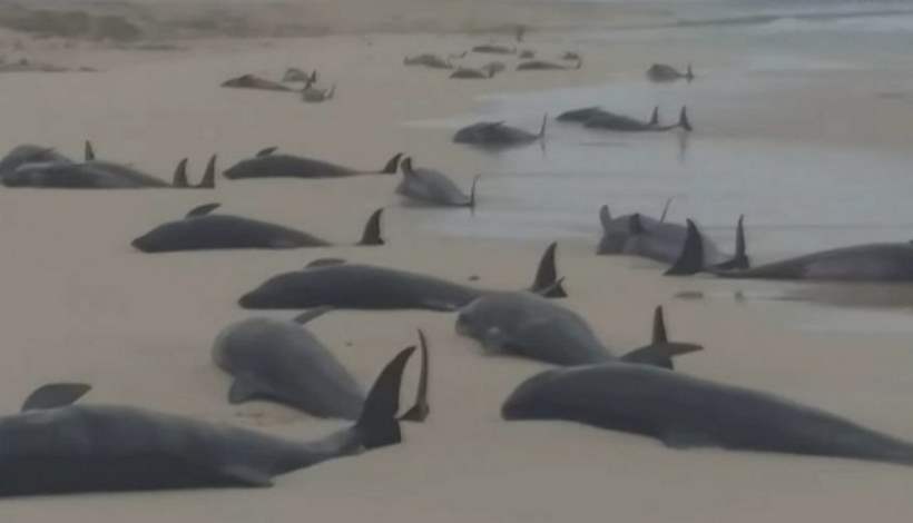 В Атлантике сотнями на берег выбрасываются киты. Что там происходит?