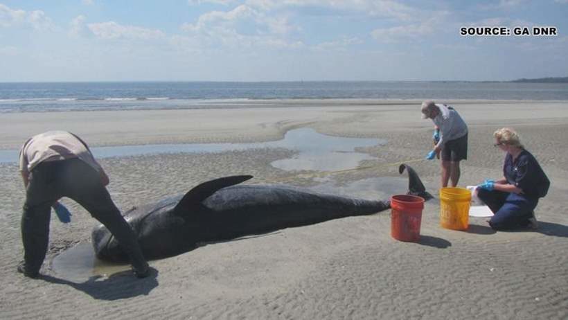 В Атлантике сотнями на берег выбрасываются киты. Что там происходит?