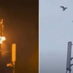 Птицы атакуют вышки 5G!