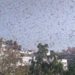 Нашествие саранчи на Индию