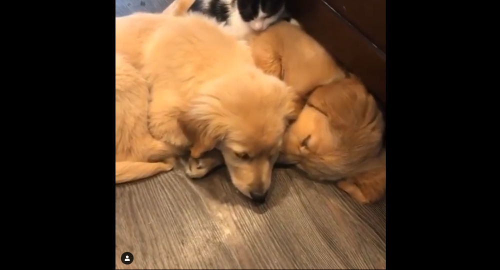Чем больше, тем веселее: сладкие щенки золотистого ретривера спят вместе с кошкой