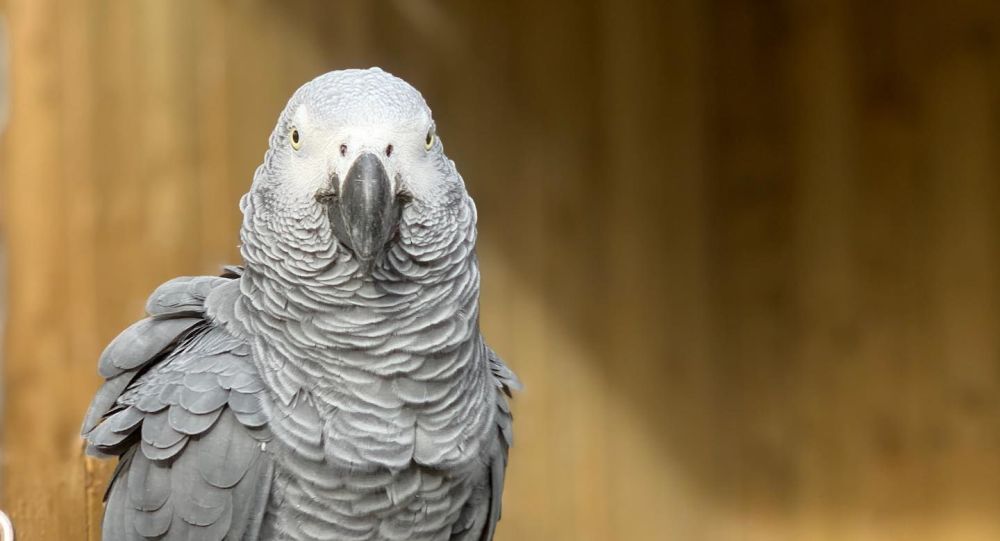 Fowl-Mouthed: Британский парк убирает попугаев, которые учили друг друга ругаться — Фото