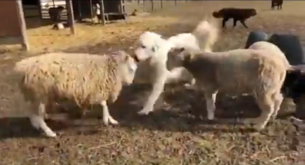 Good Bois Make Peace: золотистый ретривер прекращает драку между овцами
