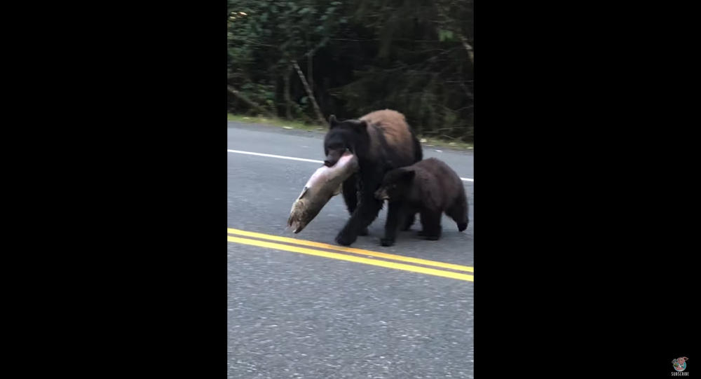 Медведь пересекает проезжую часть со своей уловкой дня