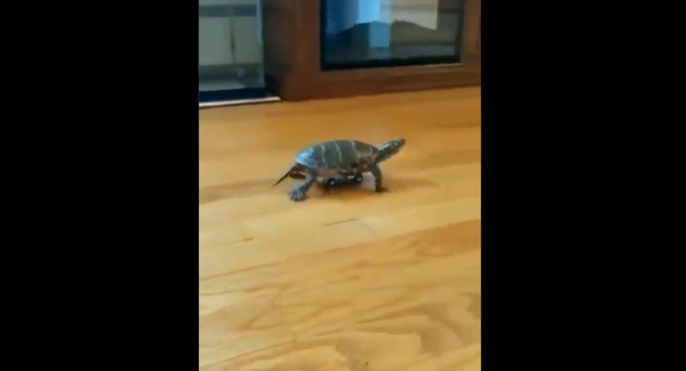 Время шутят: черепаха приближается к игрушечной машинке, видео становится вирусным