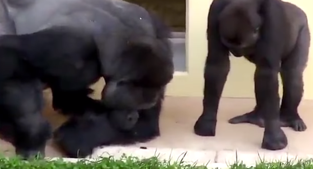 Зацени, сынок: любопытные гориллы наблюдают за гусеницей