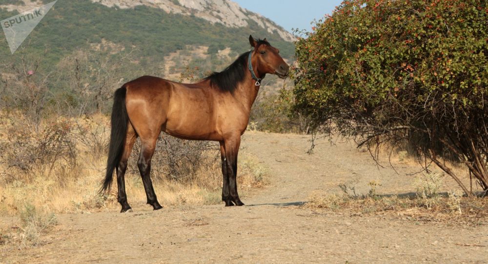 Загадочные убийства лошадей во Франции: «Мы все возмущены, встревожены и разъярены», — говорит владелец животных