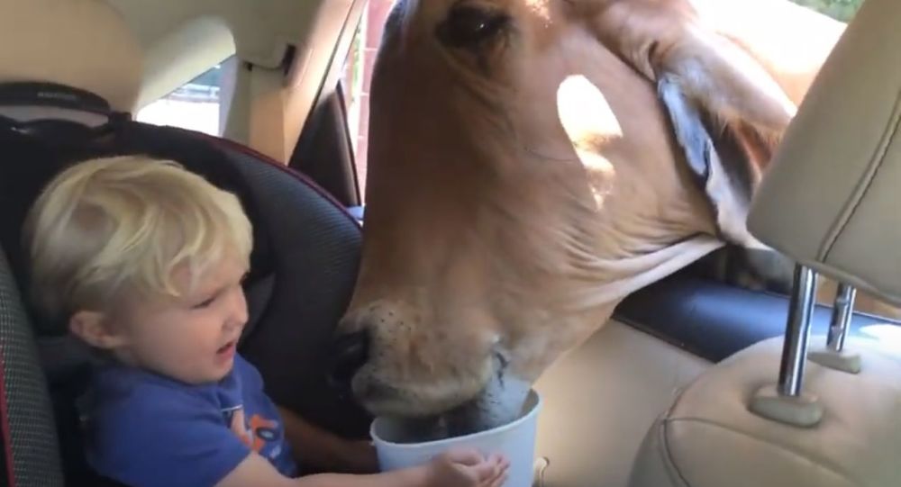 Малыш благодарит корову, которая с готовностью принимает от него еду