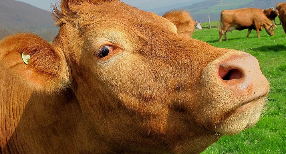 Щепа коровьего навоза рекламируется как «эффективная защита от мобильной радиации»