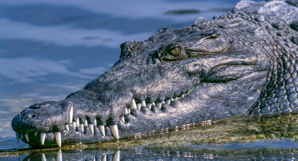 Еще один день во Флориде: гигантский аллигатор замечен на прогулке вокруг поля для гольфа