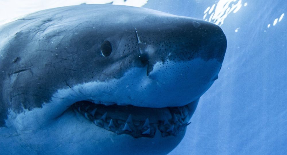 Фотографии: 1-тонная большая белая акула гудит у побережья Флориды