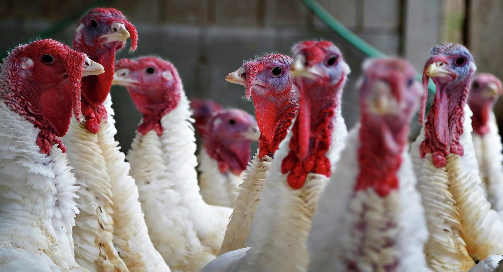 Из-за вспышки птичьего гриппа в Северной Англии будут выращены более 10 500 индюков