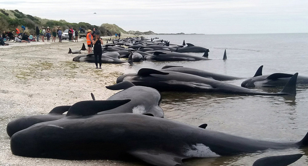 Около 100 китов погибло после массового выброса на берег в Новой Зеландии