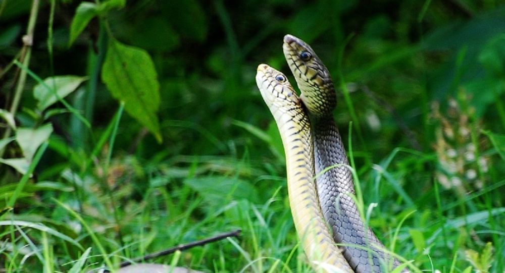 Нашествие змей угрожает миллионам австралийцев