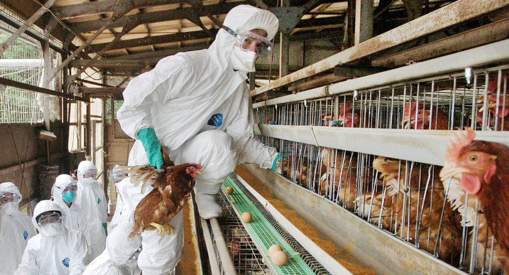 В отчете говорится, что птичий грипп обнаружен в 8 префектурах Японии