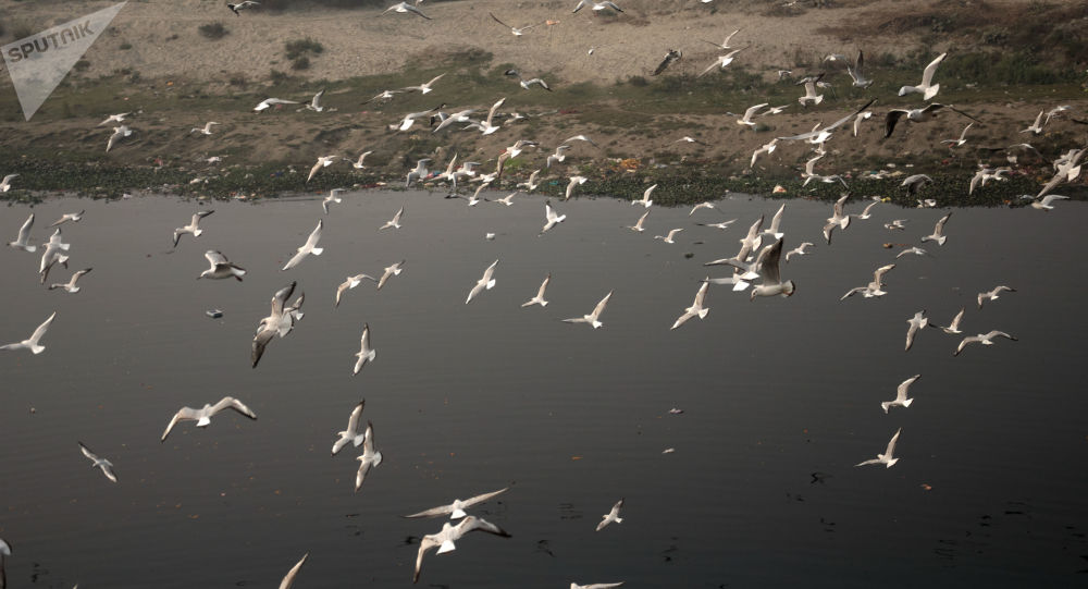 Жители Дели столкнулись с водным кризисом, поскольку уровень аммиака повысился в семь раз