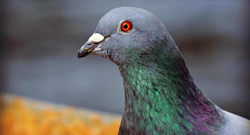 Цена биобезопасности: пересекающий океан голубь грозит смертью после прибытия в Австралию из США