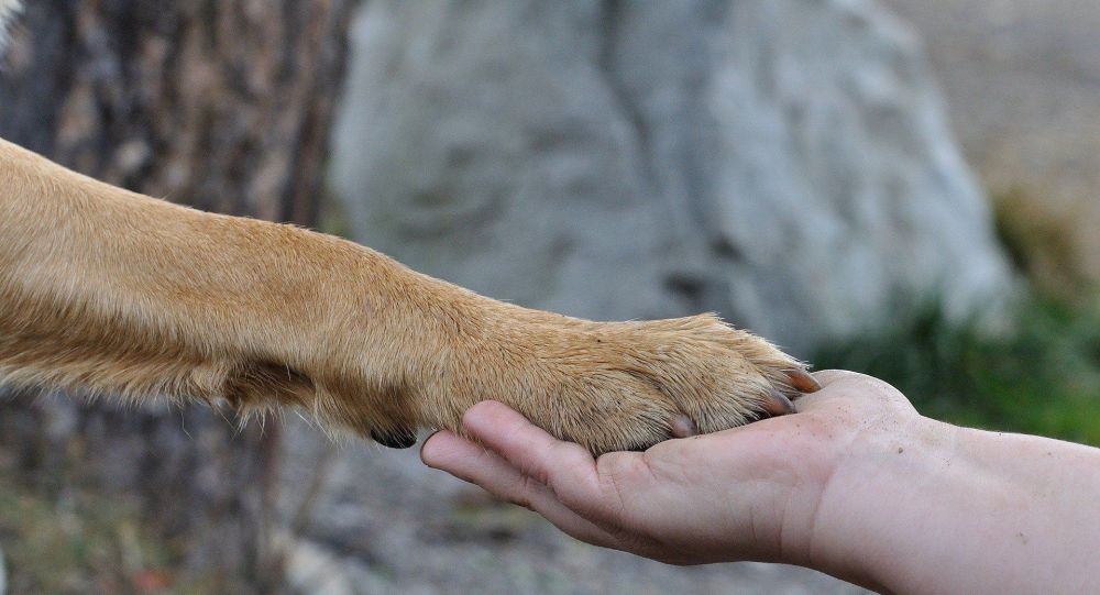 Собака Джо Байдена получит свою собственную инаугурационную вечеринку в качестве первой собаки-спасателя Белого дома