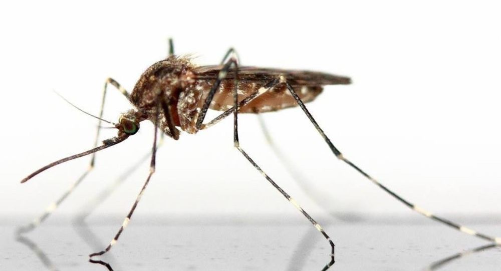 Буйство поедания плоти в Австралии с предупреждениями о связи с укусами комаров