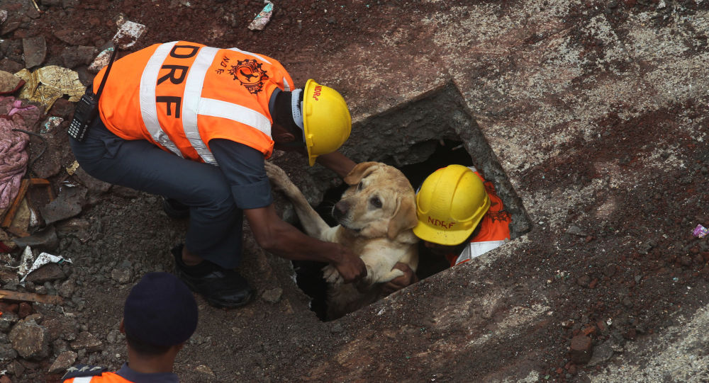 Ледник Уттаракханд: собаки-ищейки примут участие в спасательной операции, поскольку число пропавших без вести увеличилось до 203