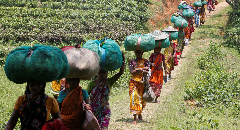 Оксфам грозит расследование в Индии за проведение «цифровой кампании» против чайной промышленности Ассама