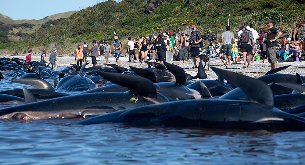 По крайней мере, 9 пилотных китов погибли в результате массового выброса на берег в Золотом заливе Новой Зеландии