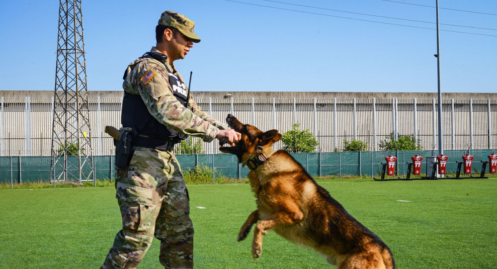 Нехватка американских служебных военных собак может представлять угрозу безопасности, предупреждает Pioneer Report