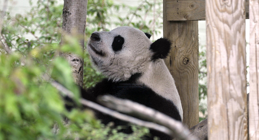 Их тоже?  Шотландский зоопарк обвиняется в «сексуальном нападении» на панд за «человеческое развлечение»
