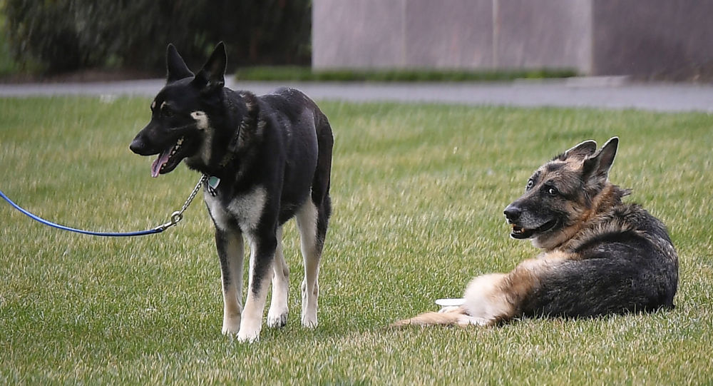 Сообщается, что одна из собак Байдена будет проходить дополнительное обучение после двух инцидентов укусов