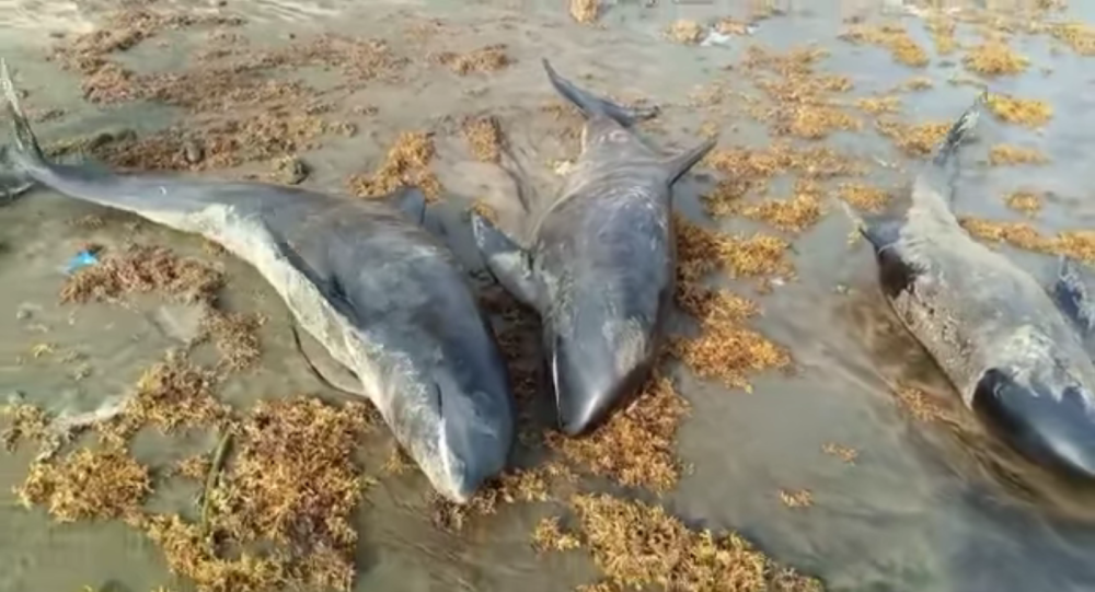 На побережье Ганы было обнаружено более 60 мертвых дельфинов
