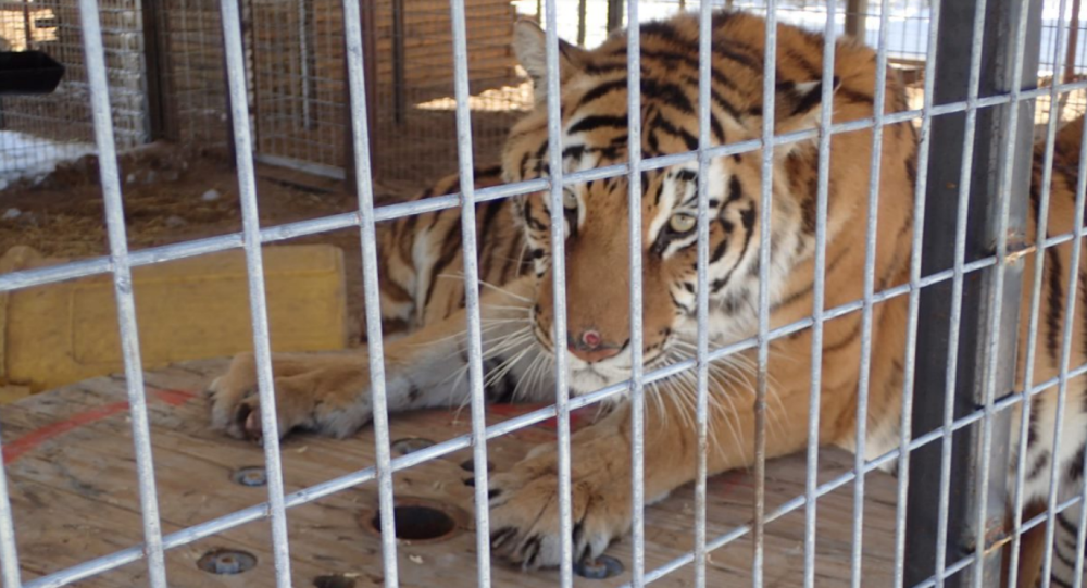 Министерство юстиции США арестовало около 70 крупных кошек после рейда на парк «Король тигров» в Оклахоме