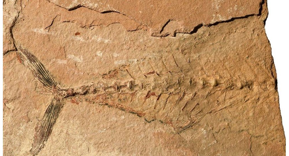 Рыба пережила всплеск глобального потепления 56 миллионов лет назад, предполагает новая находка окаменелостей
