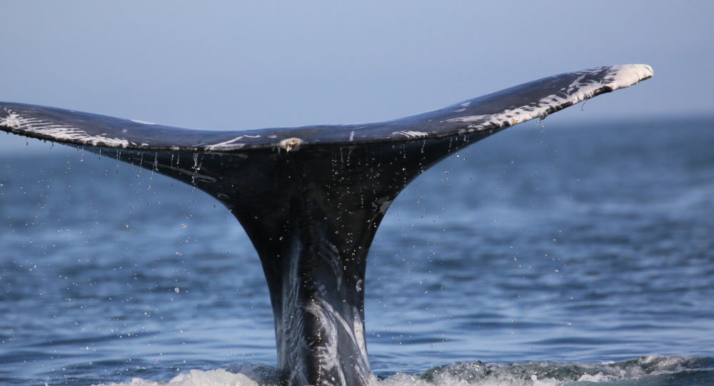 «Запах был неприятный, зато много денег»: йеменские рыбаки обнаружили «китовую рвоту» стоимостью 1,5 млн долларов