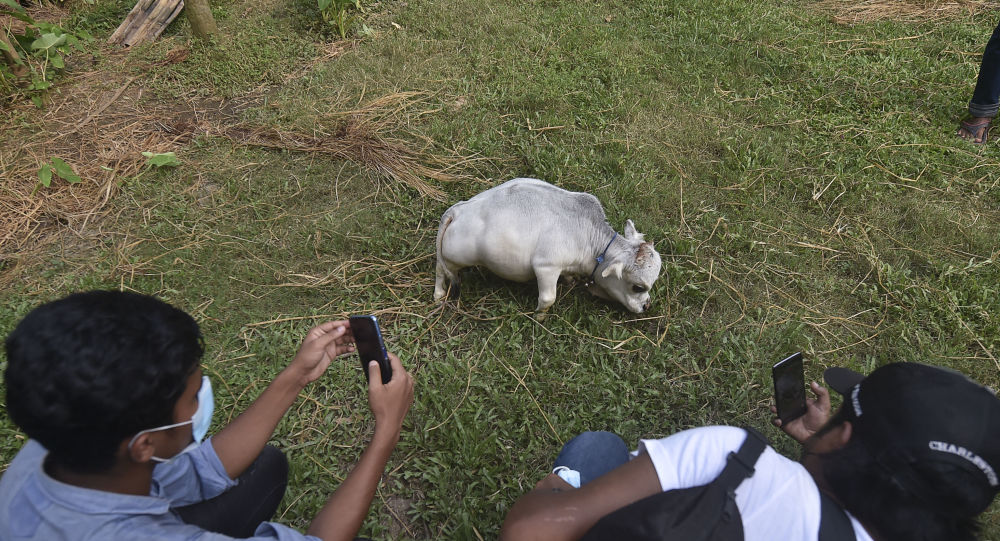 Карликовая корова Рани из Бангладеш попала в Книгу рекордов Гиннеса за то, что она самая маленькая