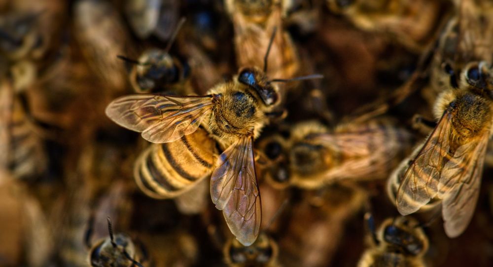 По крайней мере, один мертвый, несколько раненых после нападения пчелы в Аризоне