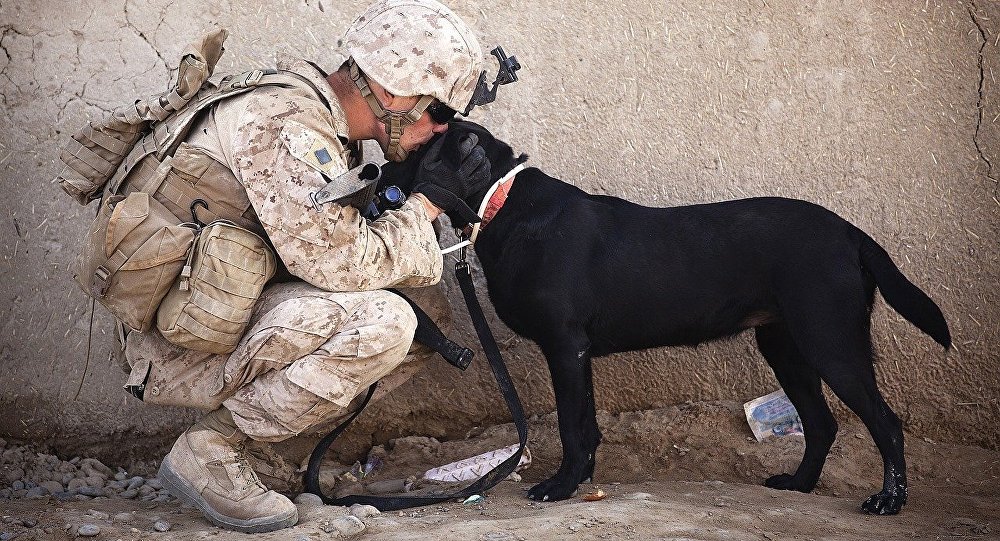 Десятки американских военных собак якобы оставлены в аэропорту Кабула во время поспешной эвакуации