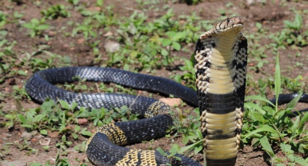 На охоте: официальные лица Техаса начали поиск пропавшей шестифутовой змеи-кобры