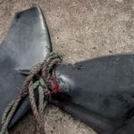 По сообщениям, стая из более чем 50 пилотных китов была убита на Фарерских островах через несколько дней после беспрецедентной бойни (ГРАФИЧЕСКИЕ ИЗОБРАЖЕНИЯ) - RT World News