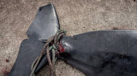 По сообщениям, стая из более чем 50 пилотных китов была убита на Фарерских островах через несколько дней после беспрецедентной бойни