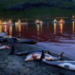 Рекордная кровавая охота на датских Фарерских островах убивает почти 1500 дельфинов (ГРАФИЧЕСКИЕ ВИДЕО, ФОТО) - RT World News