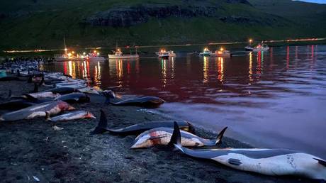 Рекордная кровавая охота на датских Фарерских островах убивает почти 1500 дельфинов
