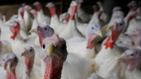 13000 индеек будут убиты на итальянской ферме после второй вспышки очень заразного птичьего гриппа H5N1