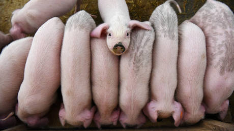 На китайском острове Хайнань зафиксирована африканская чума свиней